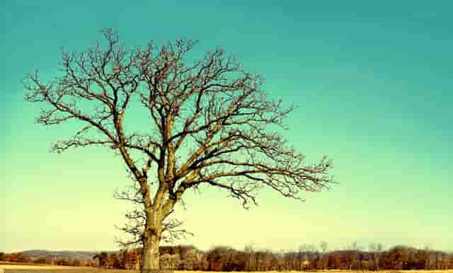 张作霖打伤张学良(张学良跟张作霖差距)